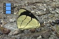 Scene 20_Perisama oppelii licking on salty ground